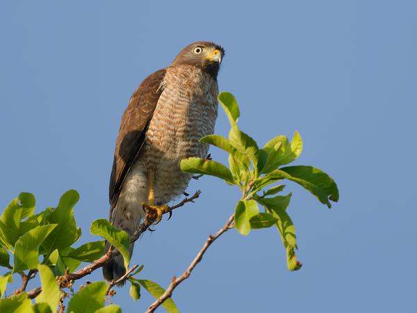 Wegbuizerd (Rupornis magnirostris)